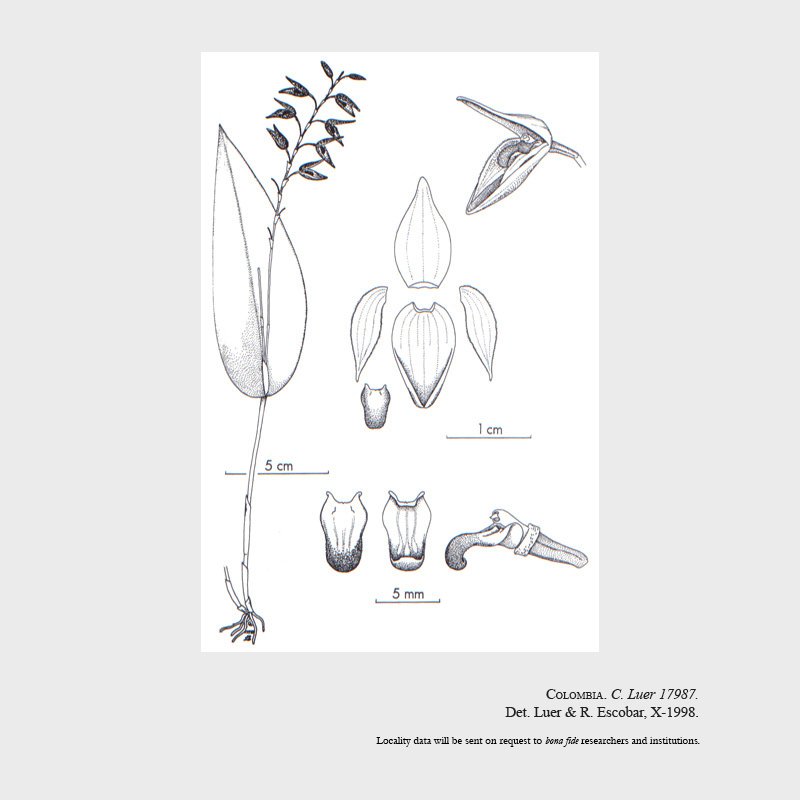 pleurothallis nox-media